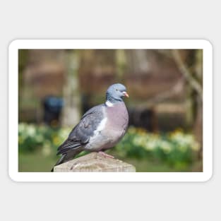 Wood Pigeon Perched On Post Sticker